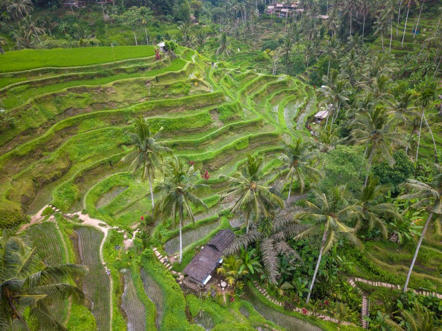 Is Bali worth visiting in 2026? An honest guide