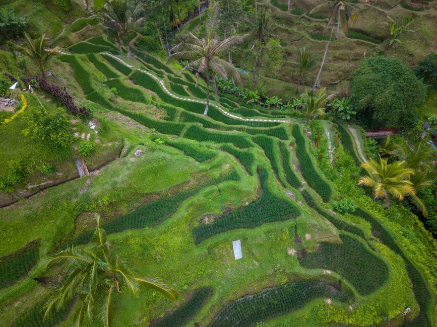 Bali on a budget: how much does a week really cost in 2026
