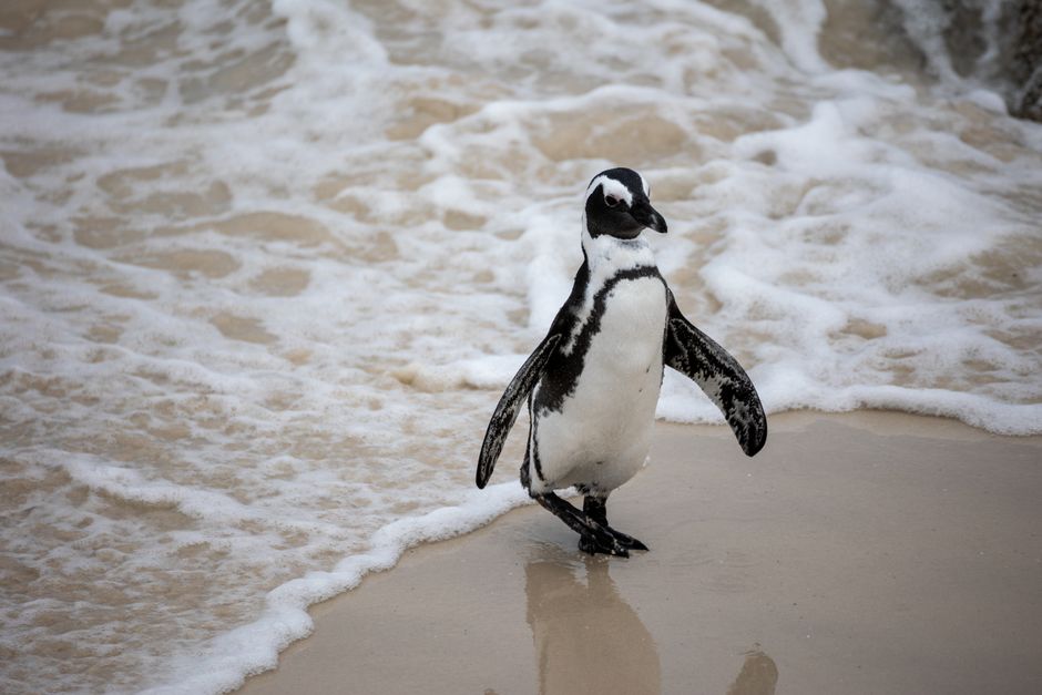 Inside Boulders Beach
