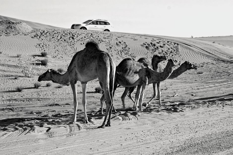 Inside Desert Safari