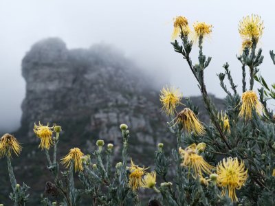 Kirstenbosch Gardens