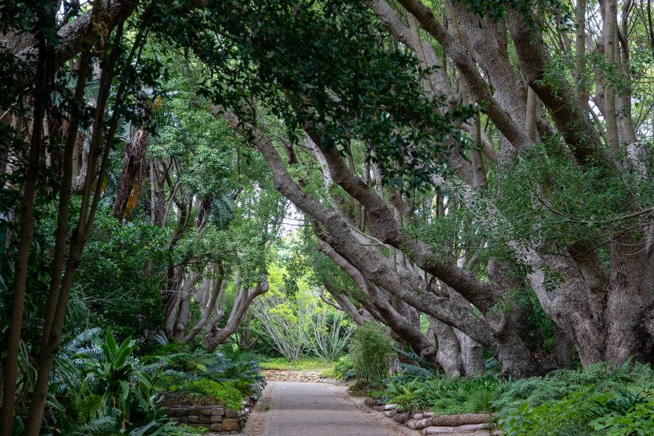 Tickets and entrance at Kirstenbosch Gardens
