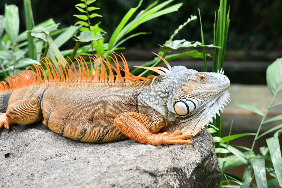 Tickets and entrance at Singapore Zoo