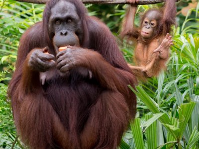 Singapore Zoo