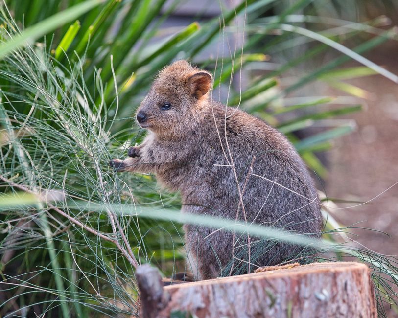 Tickets and entrance at Taronga Zoo