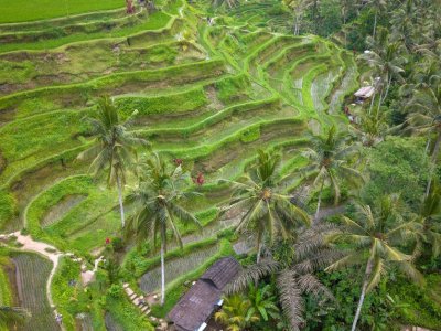 Tegallalang Rice Terraces