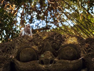 Ubud Monkey Forest