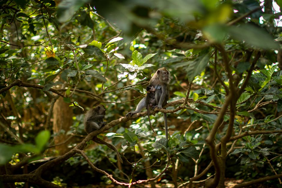 Tickets and entrance at Ubud Monkey Forest